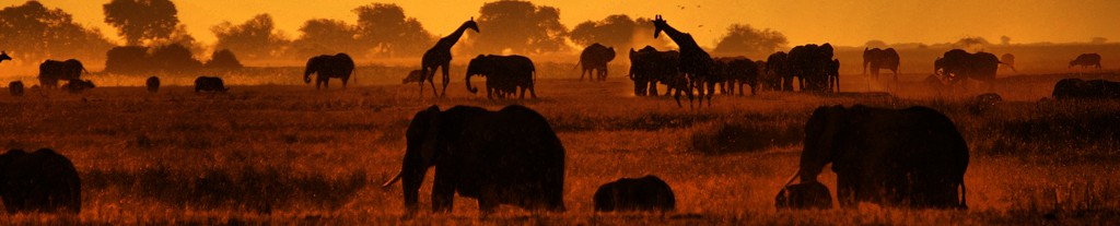 Evening at Chobe River - hundreds of elephants, buffalos, giraffes, and other animals come to drink, eat and socialise