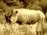 Rhino in Makgadikgadi National Park