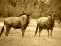 Wildebeest in Moremi Game Reserve