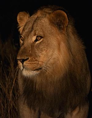 male lion - Chobe