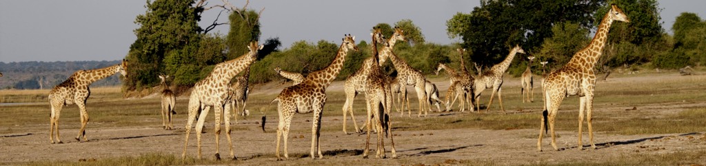 giraffe herd in Chobe