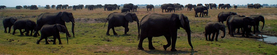 largest herds of elephants on earth