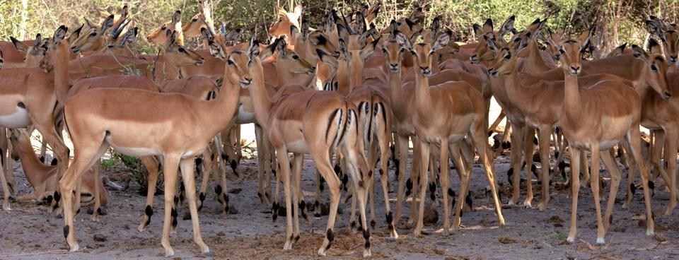 huge herds of impala in Chobe