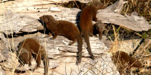 Dwarf Mongoose