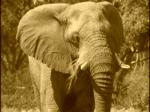 safaris elephant