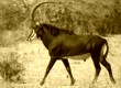Sable antelope in Chobe National Park